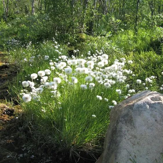 🐑White-haired Cotton Grass🐑-Elegant Wetland Beauty for Eco-Friendly Landscaping