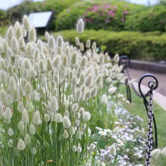 Bunny Tails Ornamental Grass Seeds