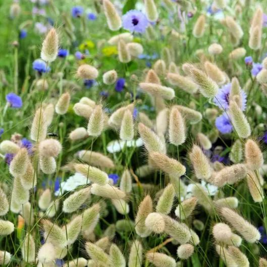 Bunny Tails Ornamental Grass Seeds
