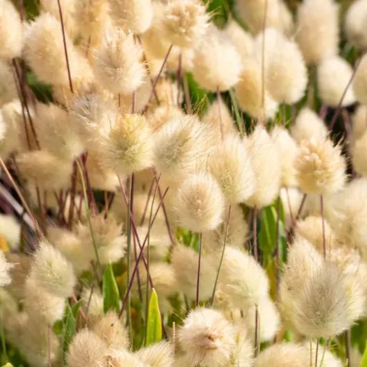 Bunny Tails Ornamental Grass Seeds