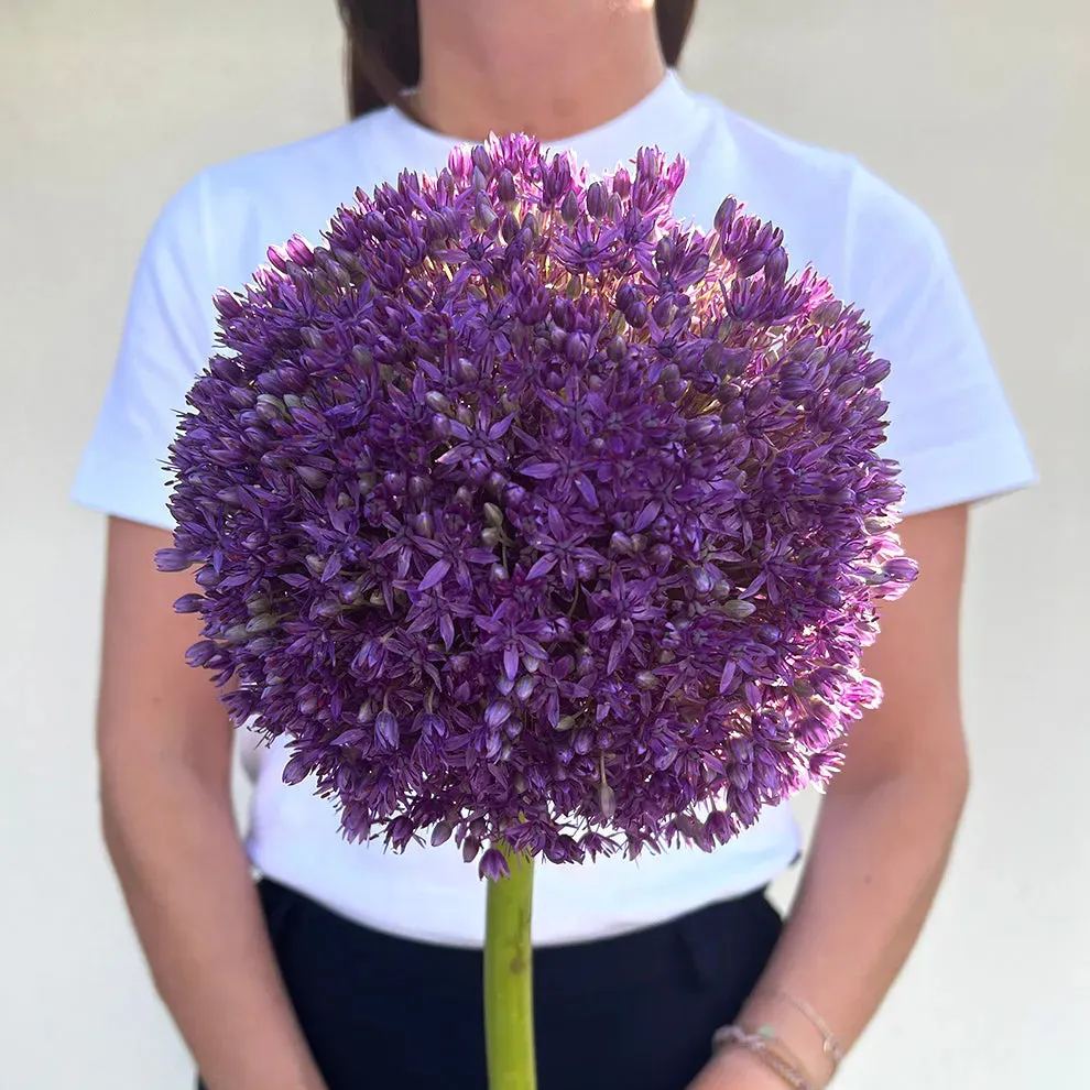 💐Garden Outdoor Giant Allium Giganteum Beautiful Flower Bulbs
