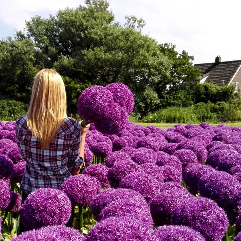 💐Garden Outdoor Giant Allium Giganteum Beautiful Flower Bulbs