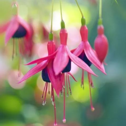 Hanging Bell Begonia Flower Seeds-Various colors available