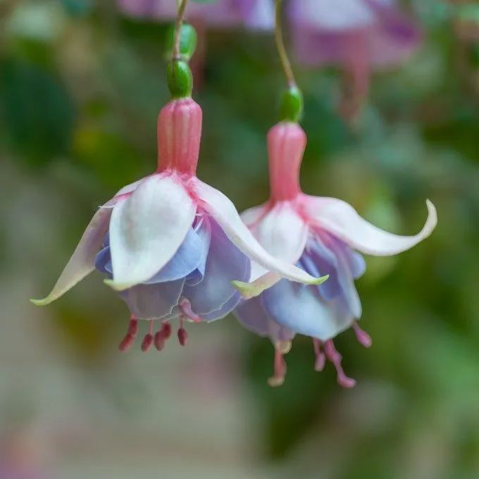 Hanging Bell Begonia Flower Seeds-Various colors available