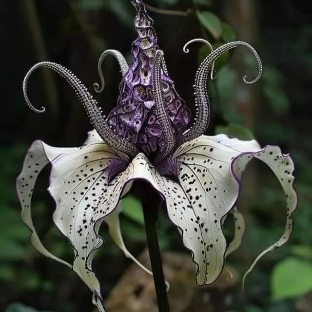 Devil Orchid#1