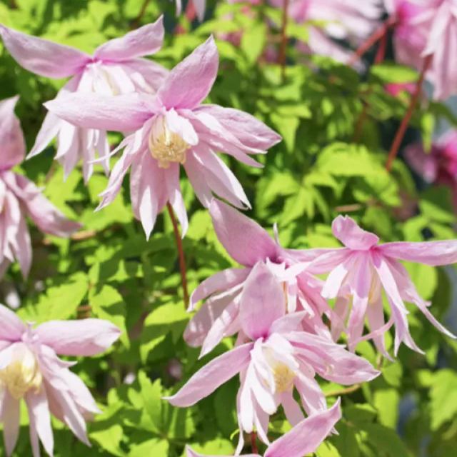 Clematis Macropetala