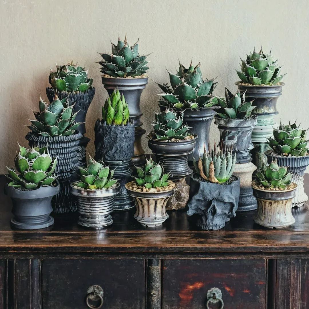 Agave – Timeless Beauty with Sculptural Elegance