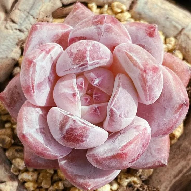 🌵 Exotic Succulent Varieties – Limited Edition Seeds Inside!