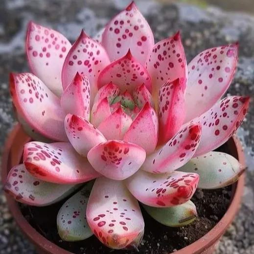 🌵 Exotic Succulent Varieties – Limited Edition Seeds Inside!