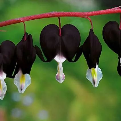❤️ Bleeding Heart-Lotus Peony Seeds: Timeless Beauty for Your Garden 🌸