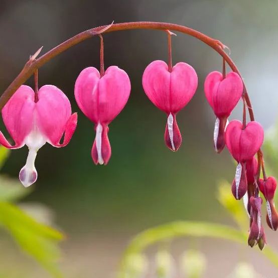 ❤️ Bleeding Heart-Lotus Peony Seeds: Timeless Beauty for Your Garden 🌸