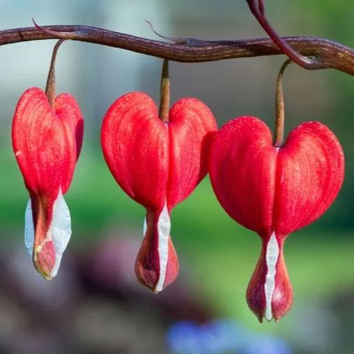 ❤️ Bleeding Heart-Lotus Peony Seeds: Timeless Beauty for Your Garden 🌸