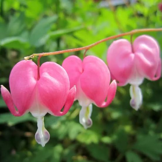 ❤️ Bleeding Heart-Lotus Peony Seeds: Timeless Beauty for Your Garden 🌸