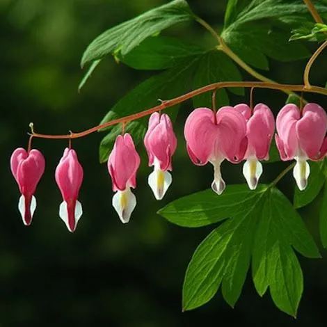 ❤️ Bleeding Heart-Lotus Peony Seeds: Timeless Beauty for Your Garden 🌸