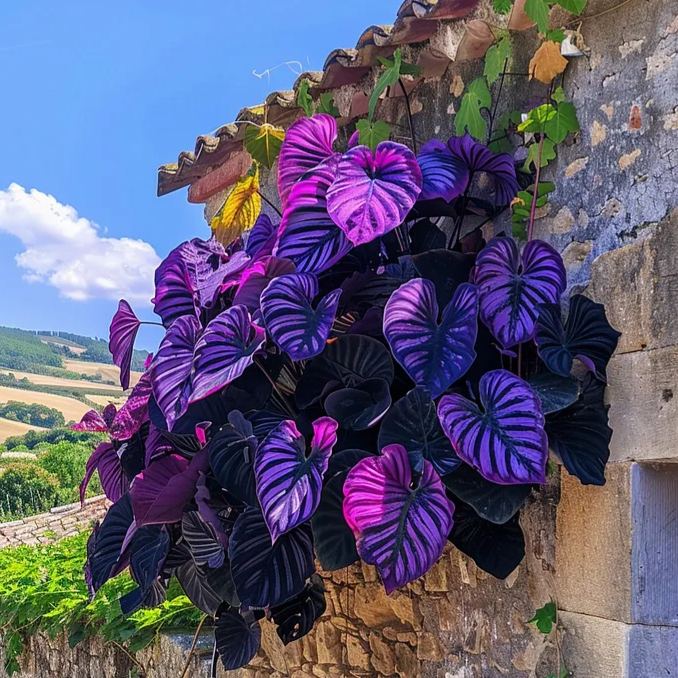 🌿✨ Colorful Philodendron Seeds – Bring Exotic Vibes to Your Space! 🌈🪴