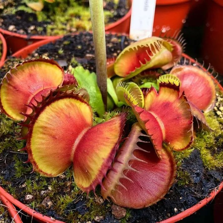 食虫植物系列