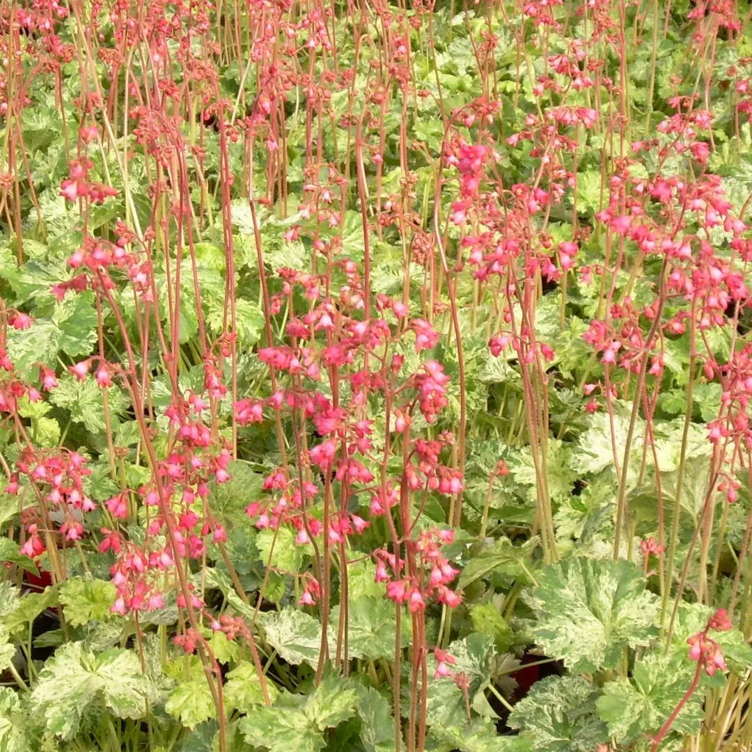 🌿🍁Heuchera Seeds– Elegant Color, All Year Long | Thrives in shade, softens any space | Brings quiet beauty to your garden. ✨