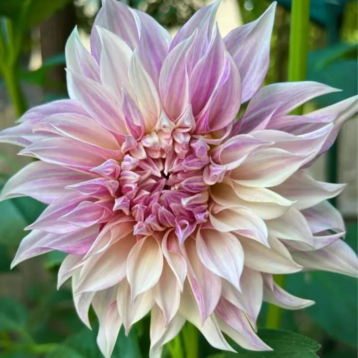 🌸Mixed Dahlia Seeds🌸