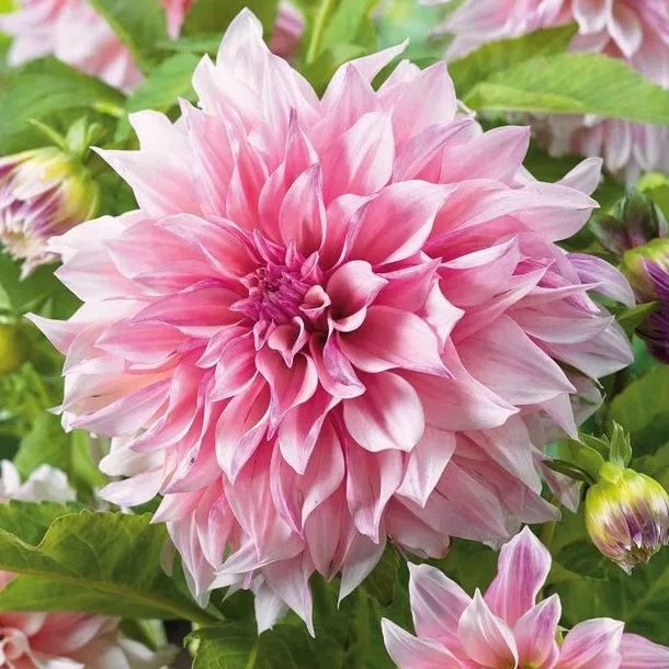 🌸Mixed Dahlia Seeds🌸