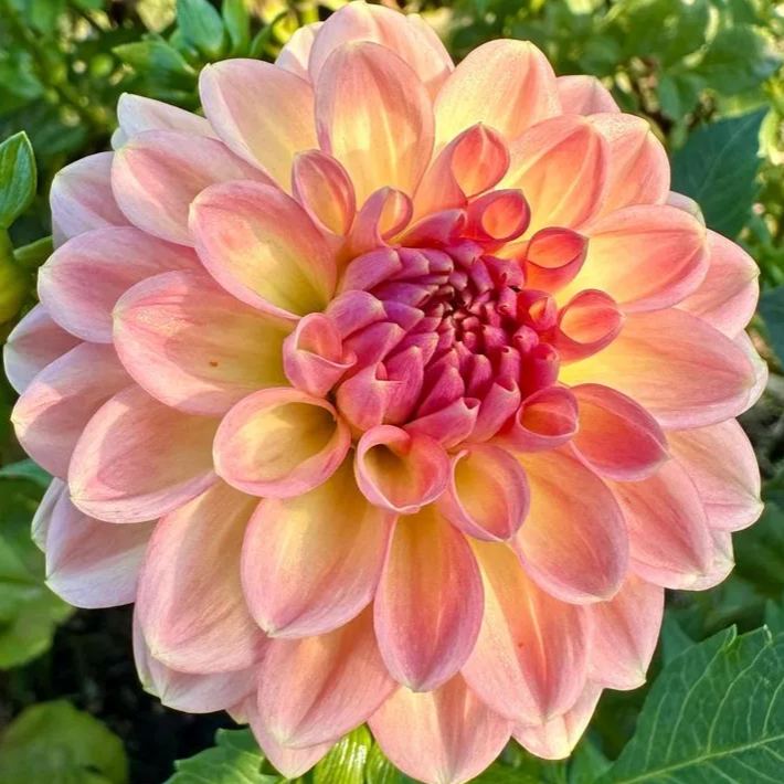 🌸Mixed Dahlia Seeds🌸