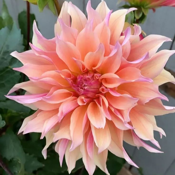 🌸Mixed Dahlia Seeds🌸