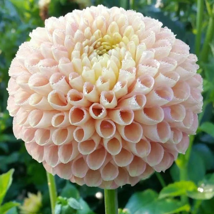 🌸Mixed Dahlia Seeds🌸