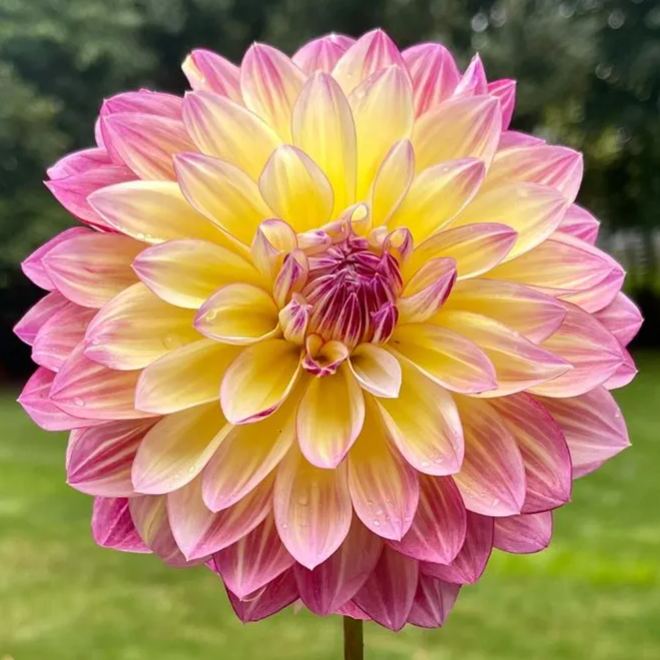 🌸Mixed Dahlia Seeds🌸