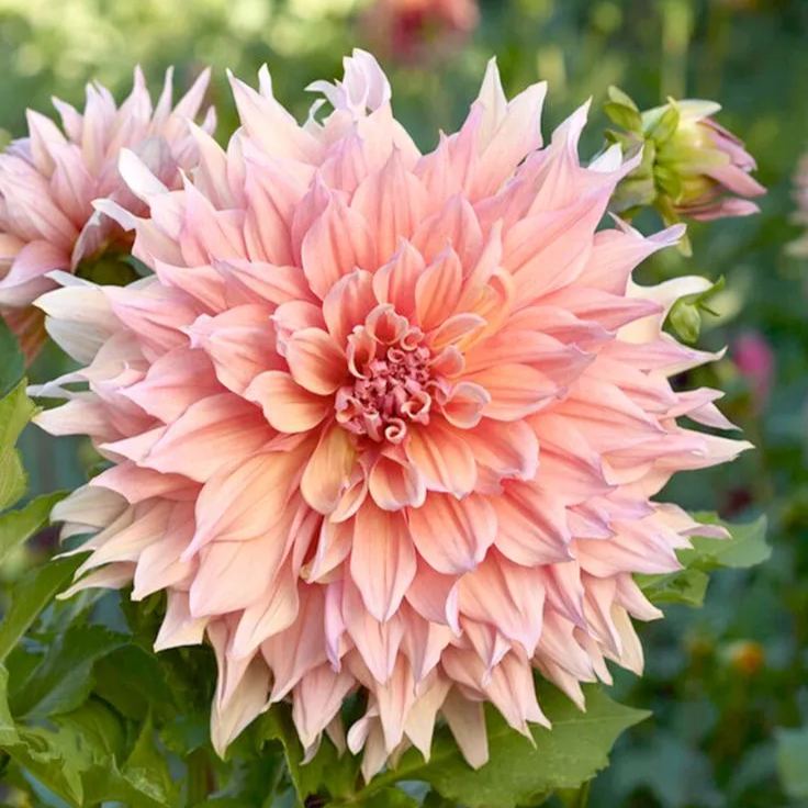 🌸Mixed Dahlia Seeds🌸