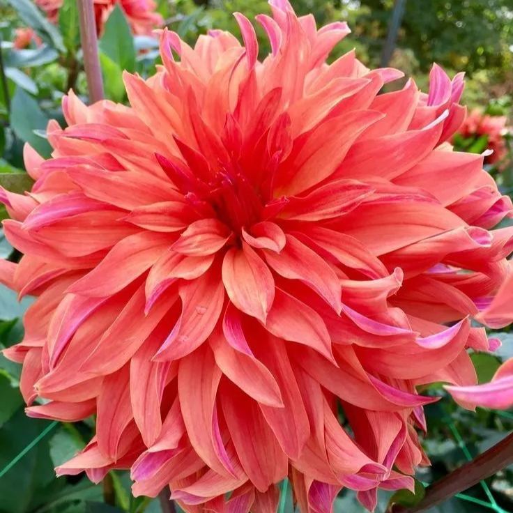 🌸Mixed Dahlia Seeds🌸