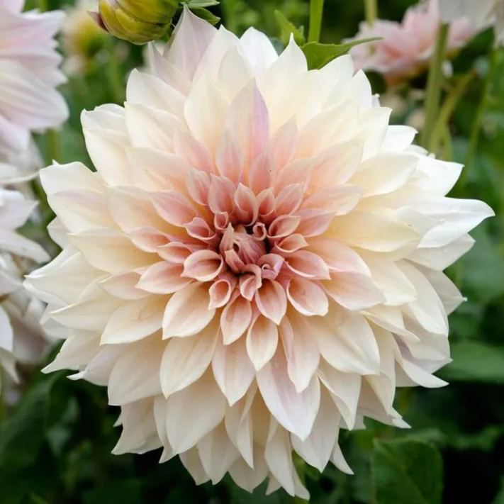 🌸Mixed Dahlia Seeds🌸