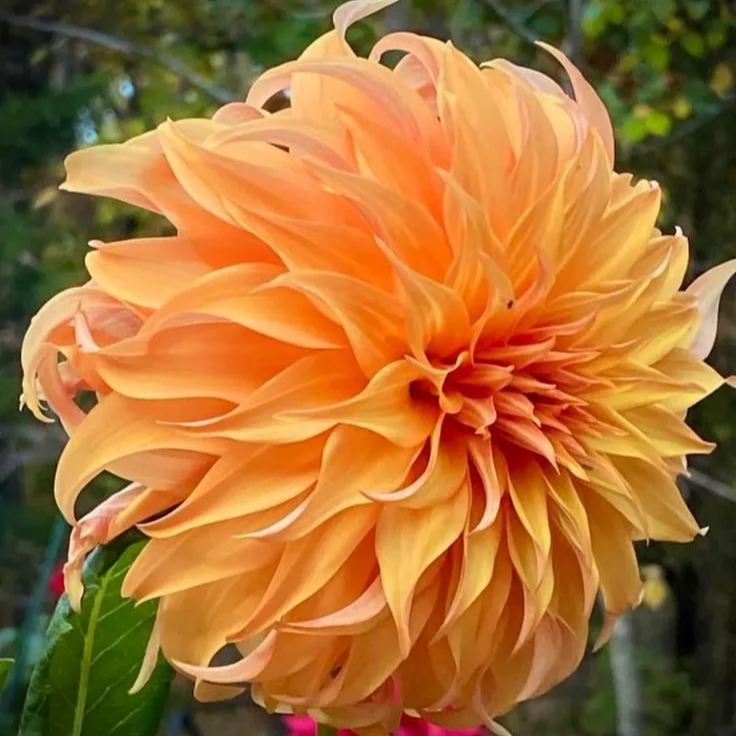 🌸Mixed Dahlia Seeds🌸