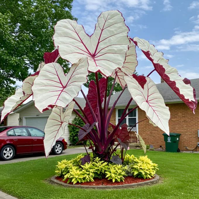 Giant Alocasia Bulbs🍃Transform Your Space with Tropical Majesty