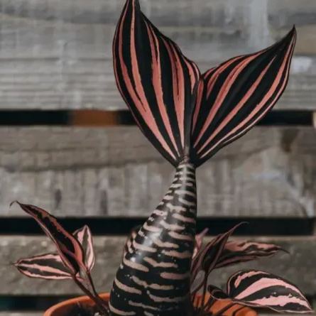 Mermaid Succulent Plant Seeds