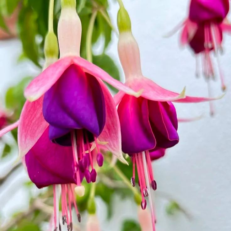 [Copy]🌸Fuchsia (Hanging Begonia)🌸 – Elegant and Graceful Blooms1