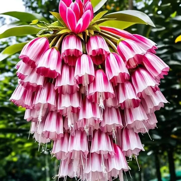 🌸Hanging Lobelia Seeds – Easy to Grow ✅ |  Long-Lasting Blooms 🌼 | 🏡 Compact & Versatile 