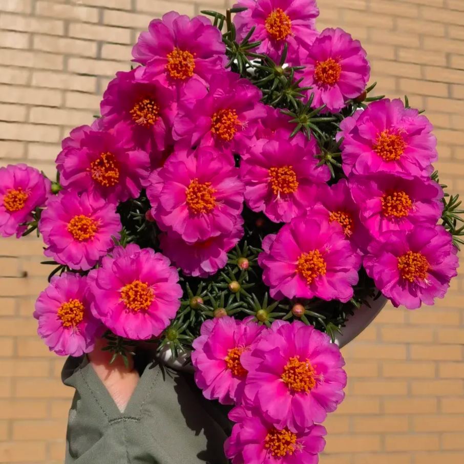 ☀️Double-petaled Sunflower🌈Make your garden sparkle✨50% OFF