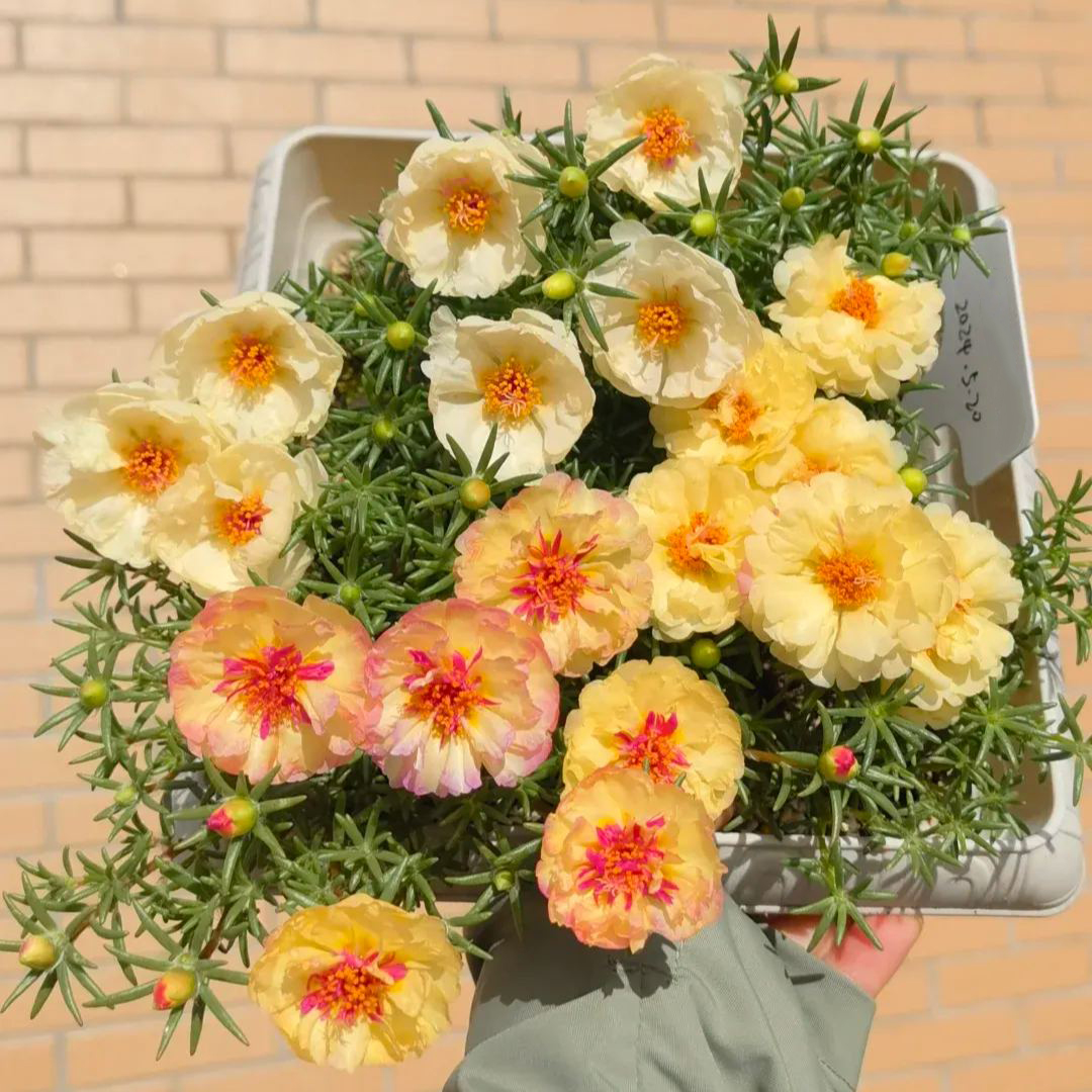 ☀️Double-petaled Sunflower🌈Make your garden sparkle✨50% OFF