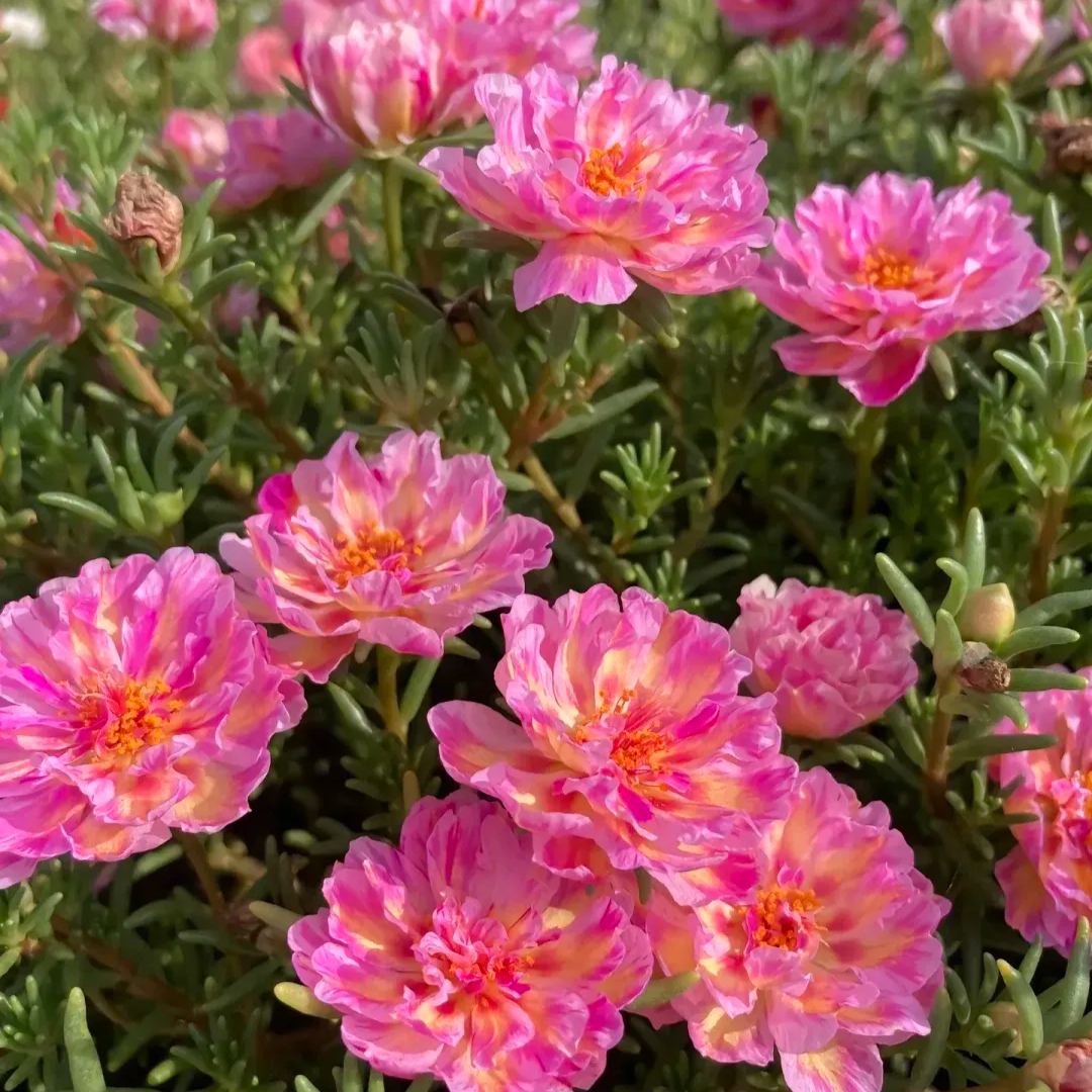 ☀️Double-petaled Sunflower🌈Make your garden sparkle✨50% OFF