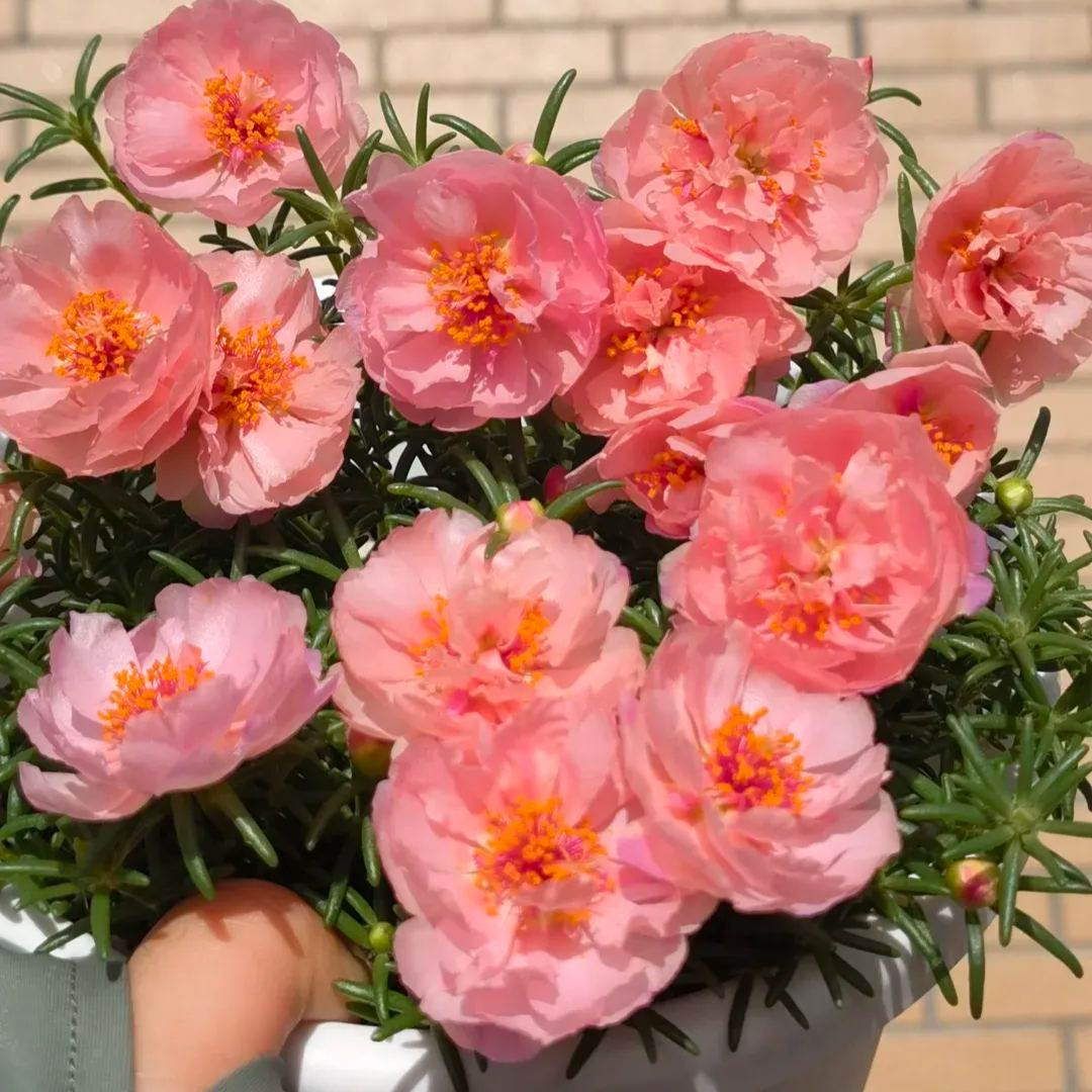 ☀️Double-petaled Sunflower🌈Make your garden sparkle✨50% OFF