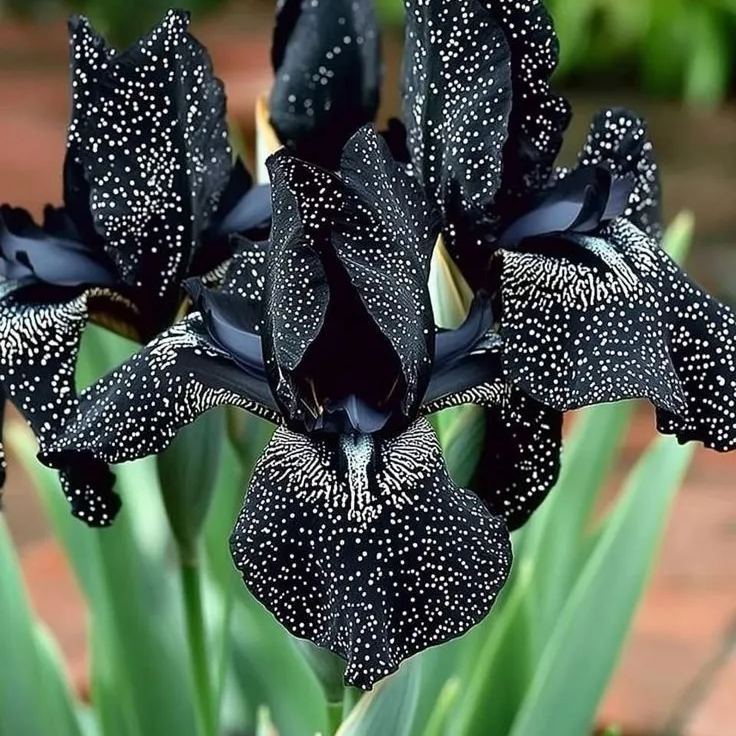 🎁2025 New🌸Rare Iris Butterfly Seeds