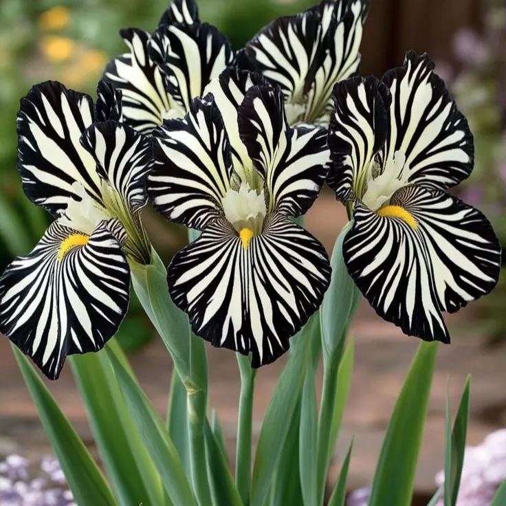 🎁2025 New🌸Rare Iris Butterfly Seeds