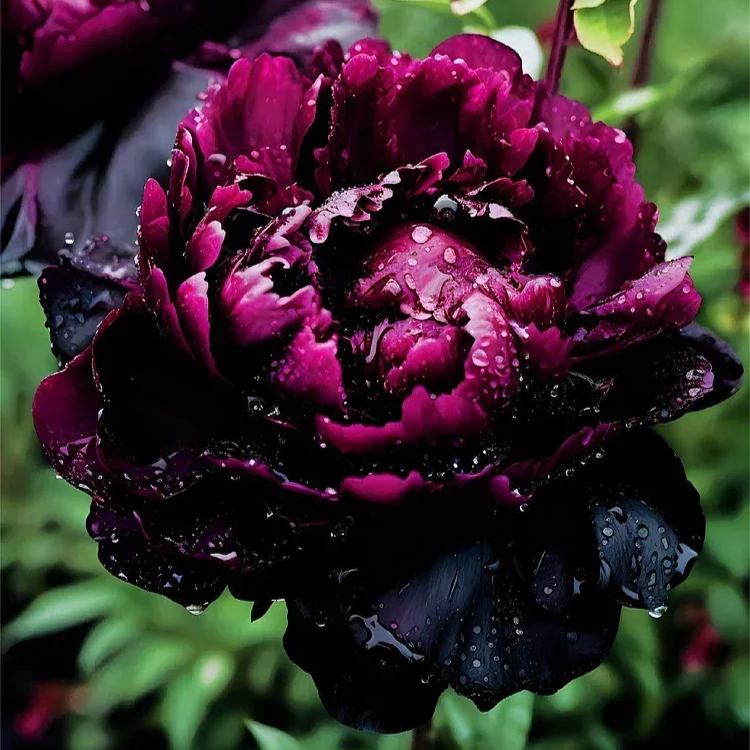 Black Beauty Peony Flower Seeds-Embrace the Dark Elegance