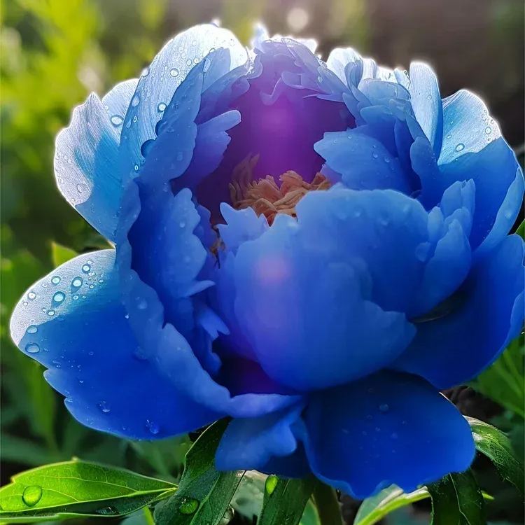 Black Beauty Peony Flower Seeds-Embrace the Dark Elegance