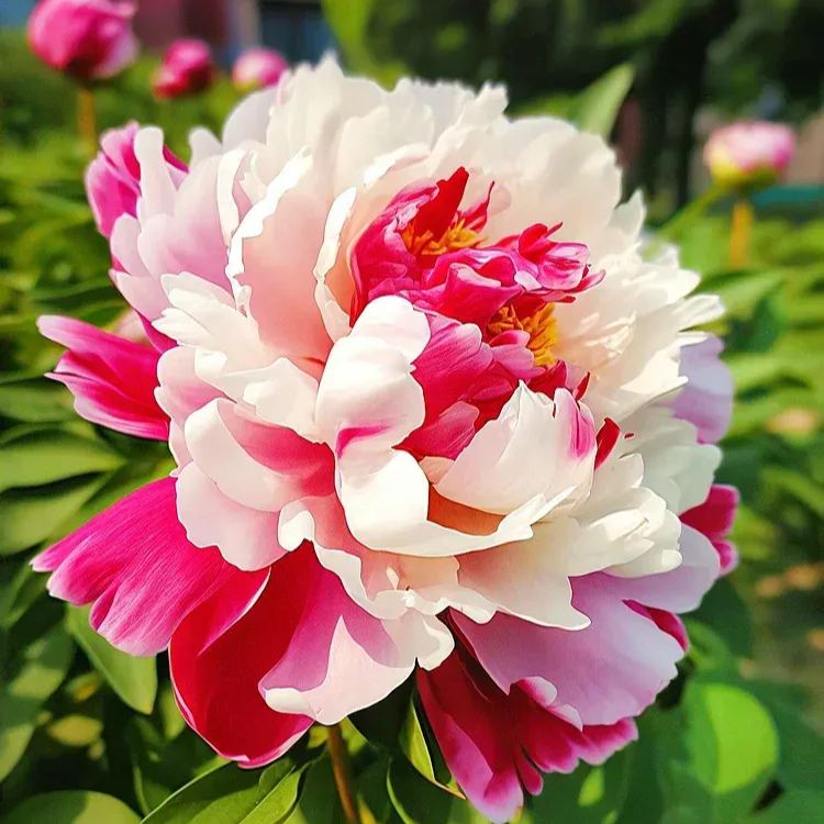 Black Beauty Peony Flower Seeds-Embrace the Dark Elegance