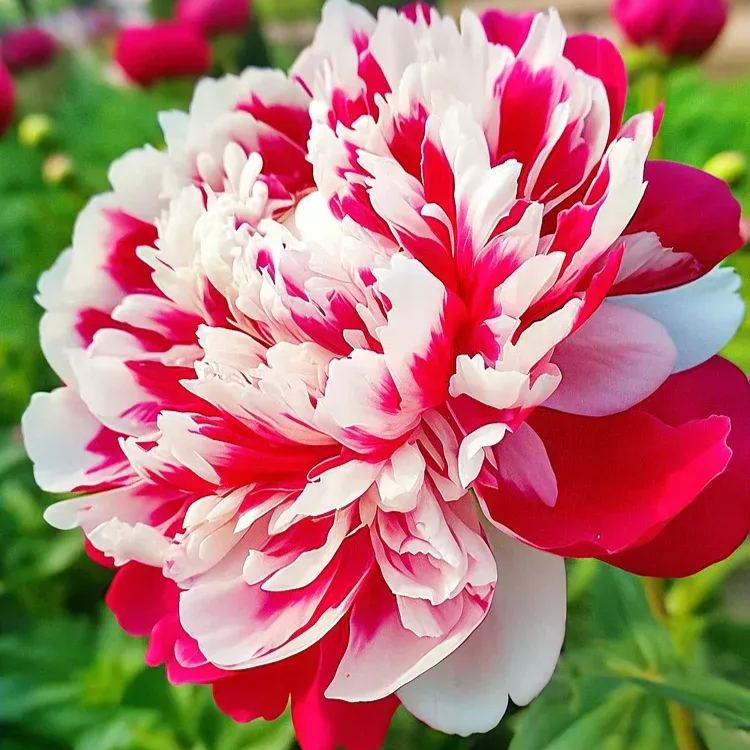 Black Beauty Peony Flower Seeds-Embrace the Dark Elegance