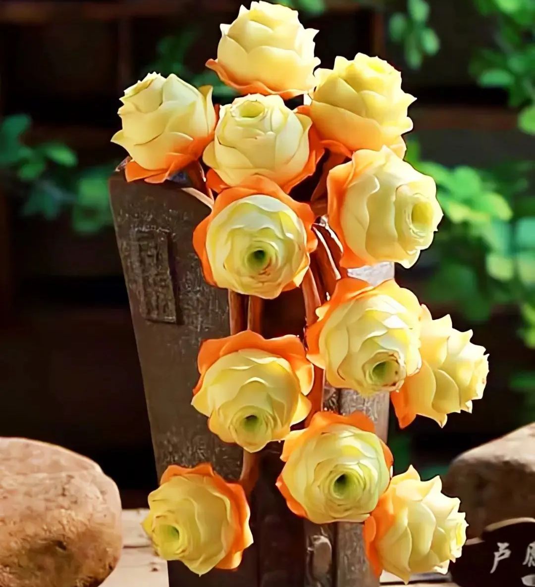 🌹Greenovia Dodrantalis – The Mountain Rose Succulent 🌿