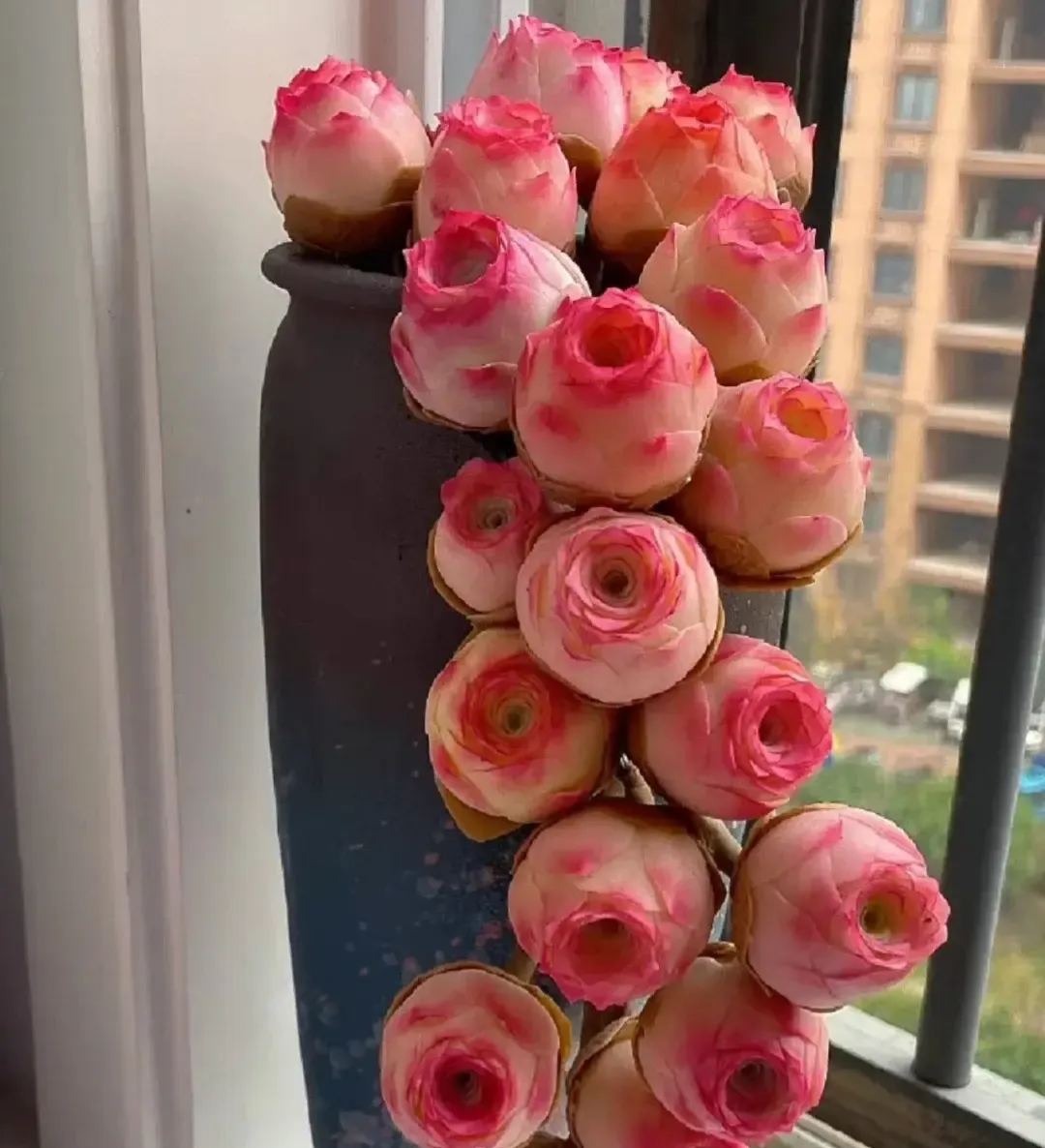 🌹Greenovia Dodrantalis – The Mountain Rose Succulent 🌿