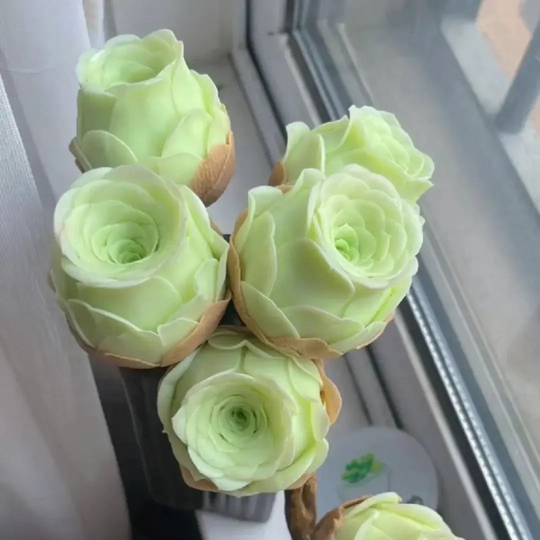 🌹Greenovia Dodrantalis – The Mountain Rose Succulent 🌿