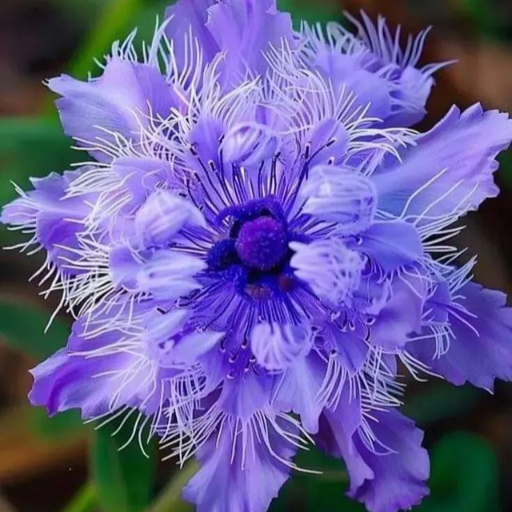 🌺 Beautiful Passionflower Seeds 🌿