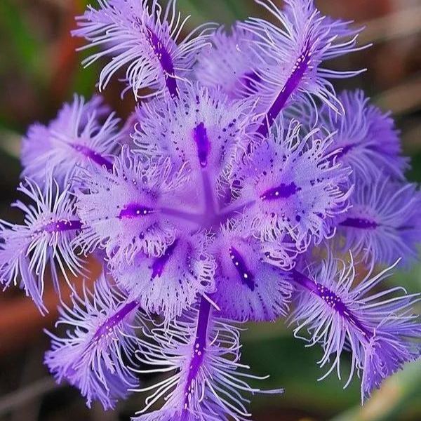 🌺 Beautiful Passionflower Seeds 🌿